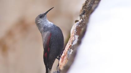 Duvar tırmaşıkkuşu