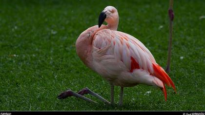 Flamingo