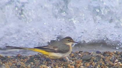 Dağ kuyruksallayanı