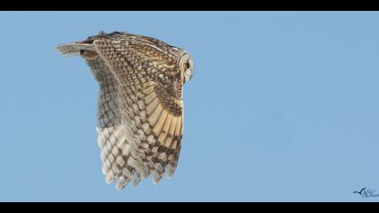 Kulaklı orman baykuşu