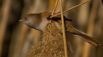 Bıyıklı baştankara