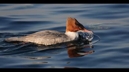 Büyük tarakdiş » Common Merganser » Mergus merganser