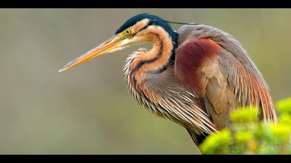 Erguvani balıkçıl