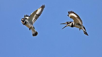 Alaca yalıçapkını