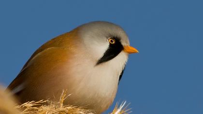Bıyıklı baştankara
