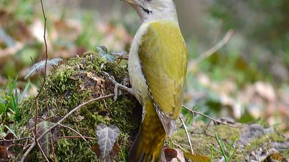 Küçük yeşil ağaçkakan