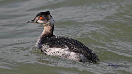 Karaboyunlu batağan