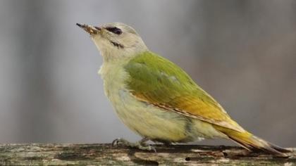 Küçük yeşil ağaçkakan