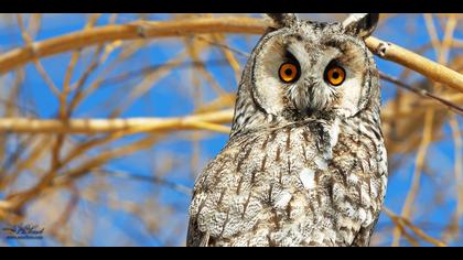 Kulaklı orman baykuşu