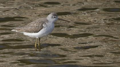 Bataklık düdükçünü