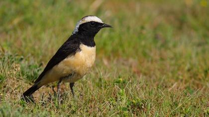 Kıbrıs kuyrukkakanı