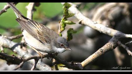 Akgerdanlı ötleğen