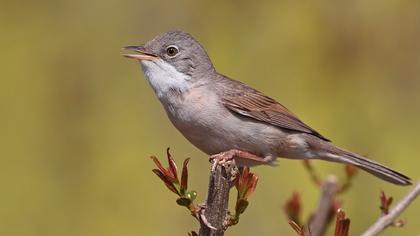 Akgerdanlı ötleğen