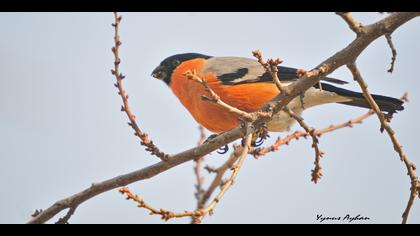 Şakrak » Eurasian Bullfinch » Pyrrhula pyrrhula