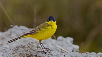 Sarı kuyruksallayan