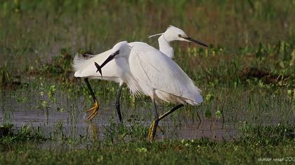 Küçük ak balıkçıl