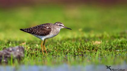 Orman düdükçünü