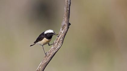 Kıbrıs kuyrukkakanı