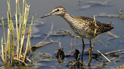 Orman düdükçünü