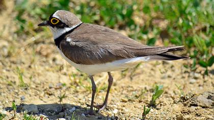 Halkalı küçük cılıbıt