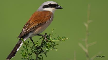 Kızılsırtlı örümcekkuşu