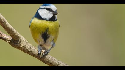 Mavi baştankara » Eurasian Blue Tit » Cyanistes caeruleus