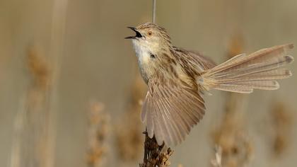 Dikkuyruklu ötleğen