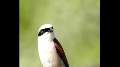 Kızılsırtlı örümcekkuşu