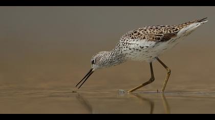 Bataklık düdükçünü