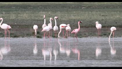 Küçük flamingo