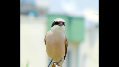 Kızılsırtlı örümcekkuşu