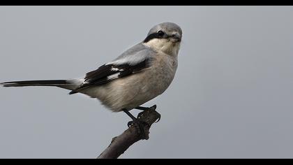 Büyük örümcekkuşu