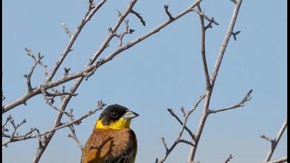 Karabaşlı kirazkuşu