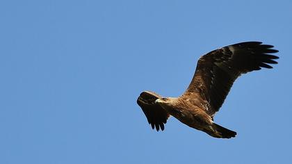 Küçük orman kartalı