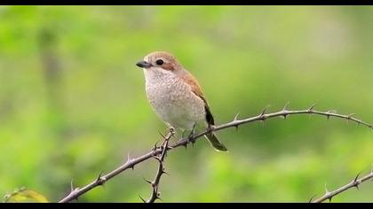 Kızılsırtlı örümcekkuşu