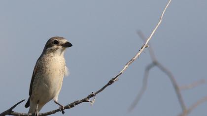 Kızılsırtlı örümcekkuşu