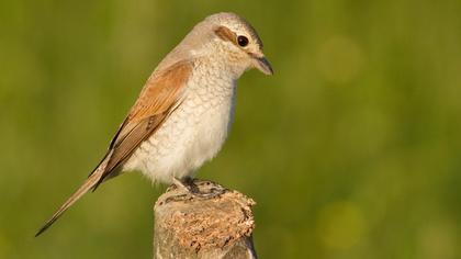 Kızılsırtlı örümcekkuşu