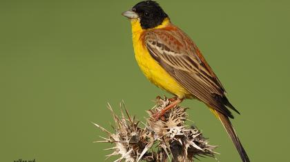 Karabaşlı kirazkuşu