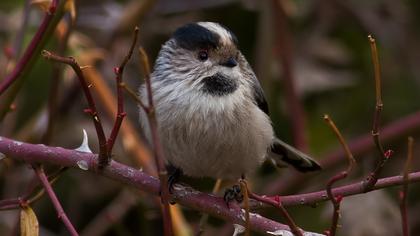 Uzunkuyruklu baştankara