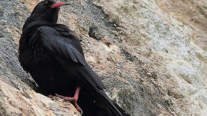 Kırmızıgagalı dağ kargası