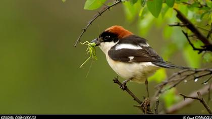 Kızılbaşlı örümcekkuşu