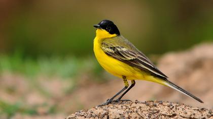 Sarı kuyruksallayan