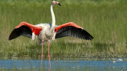 Flamingo