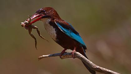İzmir yalıçapkını
