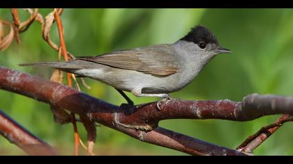 Karabaşlı ötleğen