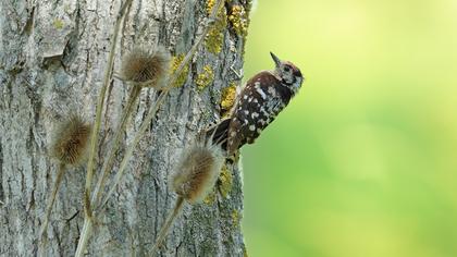 Küçük ağaçkakan