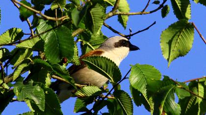 Kızılsırtlı örümcekkuşu