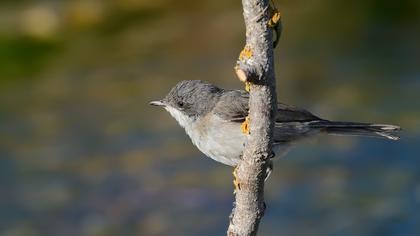Küçük akgerdanlı ötleğen