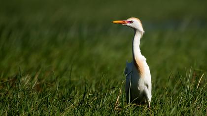 Sığır balıkçılı