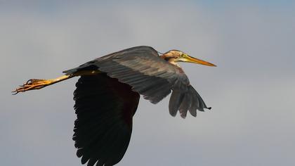 Erguvani balıkçıl